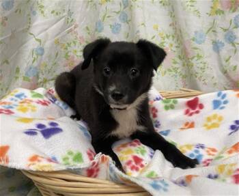 MARY -  Border Collie Dog for Adoption in Rosenberg, Texas - MARY | PetCurious