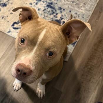 Koda -  American Staffordshire Terrier Dog for Adoption in Enterprise, Alabama - Koda | PetCurious