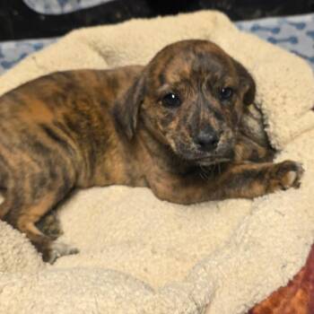 Mixed Breed Dogs Available for Adoption - Marble | PetCurious