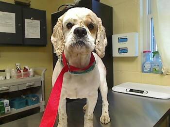 Cocker Spaniel and Mixed Breed Dogs Available for Adoption in Cookeville, Tennessee - WILBERT | PetCurious
