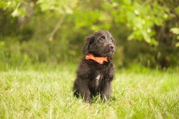 Goldendoodle and Mixed Breed Dogs Available for Adoption in Gradyville, Kentucky - Eliza- Transport | PetCurious