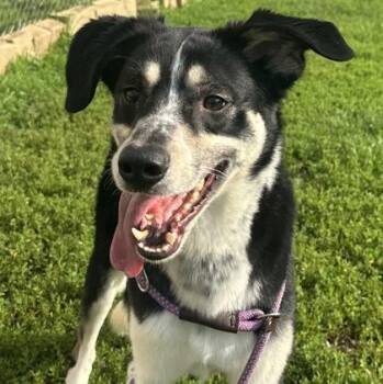 Forest -  Mixed Breed Dog for Adoption in Dubuque, Iowa - Forest | PetCurious