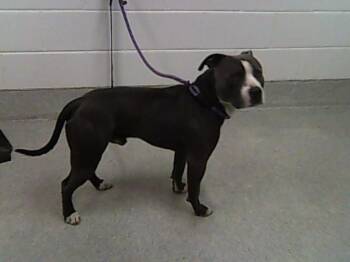 American Staffordshire Terrier Dogs Available for Adoption in Loveland, Colorado - RODNEY | PetCurious