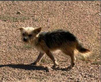 Crete $550 -  Yorkshire Terrier Dog for Adoption in West Milwaukee, Wisconsin - Crete $550 | PetCurious