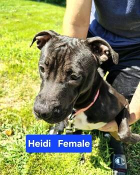 Hydra -  Pit Bull Terrier Dog for Adoption in Evansville, Indiana - Hydra | PetCurious