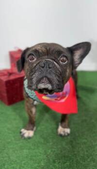 French Bulldog and Mixed Breed Dogs Available for Adoption in Carlsbad, California - Moka-One Of Our Amazing Rescue Dogs | PetCurious