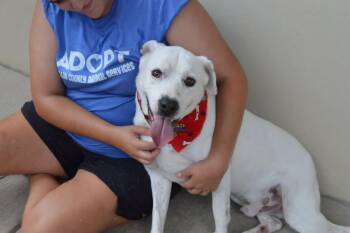 Flurry -  Pit Bull Terrier and Australian Cattle Dog Blue Heeler Dog for Adoption in Mckinney, Texas - Flurry | PetCurious