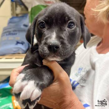 Piggy -  Shepherd Dog for Adoption in Washington, District Of Columbia - Piggy | PetCurious