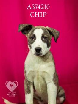 Pit Bull Terrier Dogs Available for Adoption in Stockton, California - CHIP | PetCurious