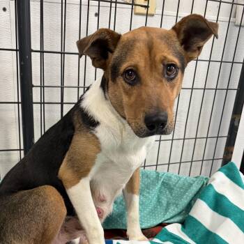 Mixed Breed Dogs Available for Adoption in Columbia, South Carolina - Reggie | PetCurious