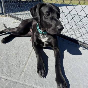 Great Dane and Mixed Breed Dogs Available for Adoption in Pinellas Park, Florida - Dana The Dane (Mom) | PetCurious