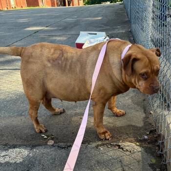 Labrador Retriever and Pit Bull Terrier Dogs Available for Adoption in Little Rock, Arkansas - Diabetty | PetCurious