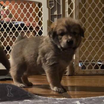 Odin -  Mixed Breed Dog for Adoption in Phoenix, Arizona - Odin | PetCurious