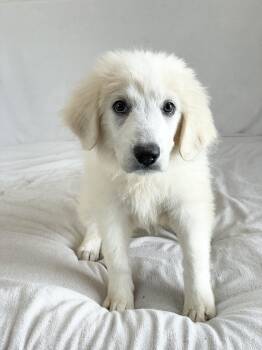 Mushy Leada -  Great Pyrenees Dog for Adoption in Burlington, North Carolina - Mushy Leada | PetCurious