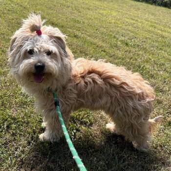 Poodle and Golden Retriever Dogs Available for Adoption in Chesapeake, Virginia - Sploot | PetCurious