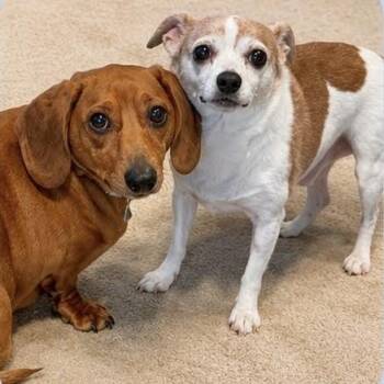 Sam & Dean -  Dachshund and Chihuahua Dog for Adoption in Boulder, Colorado - Sam & Dean | PetCurious