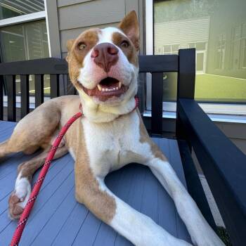 Tristan -  Mixed Breed Dog for Adoption in Greensboro, North Carolina - Tristan | PetCurious