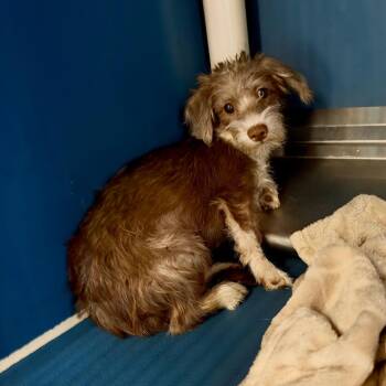 Dandy -  Terrier and Mixed Breed Dog for Adoption in Yuma, Arizona - Dandy | PetCurious