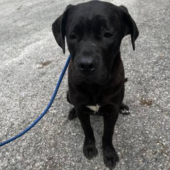 Mixed Breed Dogs Available for Adoption in Summerville, South Carolina - Hannah | PetCurious