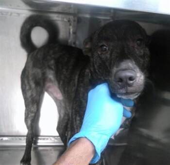 A476577 -  Staffordshire Bull Terrier Dog for Adoption in Oklahoma City, Oklahoma - A476577 | PetCurious