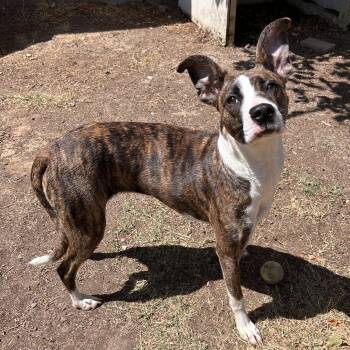 Belle -  American Staffordshire Terrier Dog for Adoption in The Colony, Texas - Belle | PetCurious