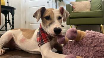 Espresso Bean -  Pointer and Labrador Retriever Dog for Adoption in Friendswood, Texas - Espresso Bean | PetCurious