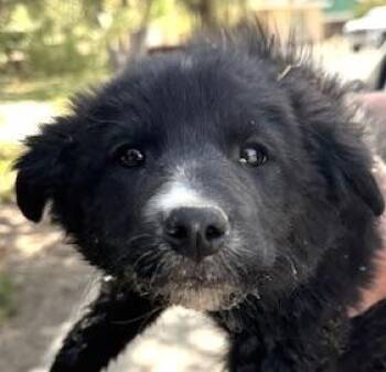 Ewok -  Border Collie and Norwegian Elkhound Dog for Adoption in San Luis, Colorado - Ewok | PetCurious