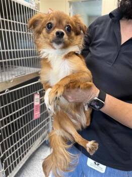 TP -  Chihuahua Dog for Adoption in San Antonio, Texas - TP | PetCurious