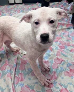 Goober -  Mixed Breed Dog for Adoption in Nashville, Tennessee - Goober | PetCurious