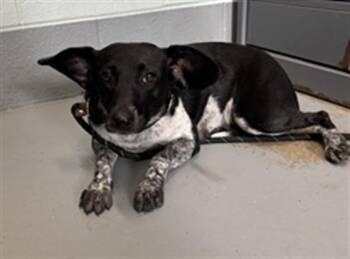 HALSEY -  Australian Cattle Dog Blue Heeler Dog for Adoption in Corpus Christi, Texas - HALSEY | PetCurious