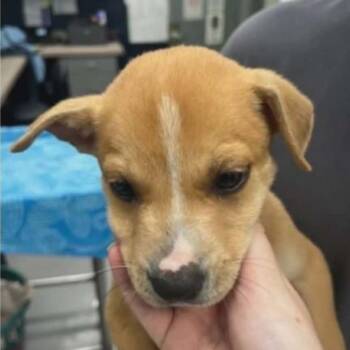 Zeus -  Mixed Breed Dog Available for Adoption - Zeus | PetCurious