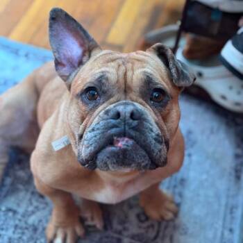 Rosie -  French Bulldog Dog for Adoption in Worcester, Massachusetts - Rosie | PetCurious