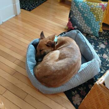 Mixed Breed Dogs Available for Adoption - Malia | PetCurious