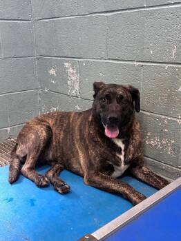 Chubbs -  Mixed Breed Dog for Adoption in Danielsville, Georgia - Chubbs | PetCurious