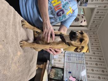 Shoestring -  Pug and Jack Russell Terrier Dog for Adoption in Lynchburg, Tennessee - Shoestring | PetCurious