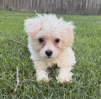 Altos -  Poodle and Maltese Dog for Adoption in Minneapolis, Minnesota - Altos | PetCurious