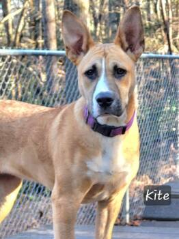 Kite -  Terrier Dog for Adoption in Ellijay, Georgia - Kite | PetCurious