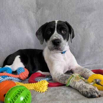 Great Dane Dogs Available for Adoption - Zeke | PetCurious