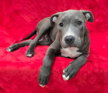 Waffles -  American Bully Dog for Adoption in Frankfort, Indiana - Waffles | PetCurious