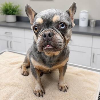 French Bulldog Dogs Available for Adoption in Las Vegas, Nevada - Fiona  | PetCurious