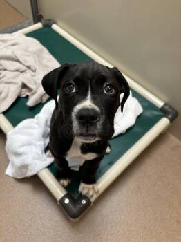 Max Goof -  Boxer Dog for Adoption in Santa Rosa, California - Max Goof | PetCurious