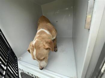 A660183 -  Labrador Retriever and Mixed Breed Dog for Adoption in Houston, Texas - A660183 | PetCurious