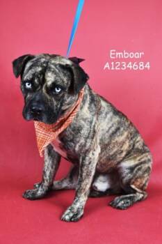 Rescue Pit Bull Terrier Dogs for Adoption in Thousand Oaks, California - Emboar -- LONGTIME RESIDENT! | PetCurious