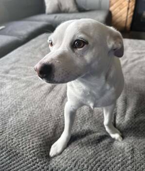 Mixed Breed Dogs Available for Adoption in Maineville, Ohio - Snowball | PetCurious