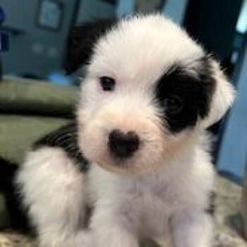 Mixed Breed Dogs Available for Adoption in Grinnell, Iowa - Highland | PetCurious