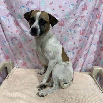 NOAH -  Fox Terrier and Mixed Breed Dog for Adoption in Modesto, California - NOAH | PetCurious
