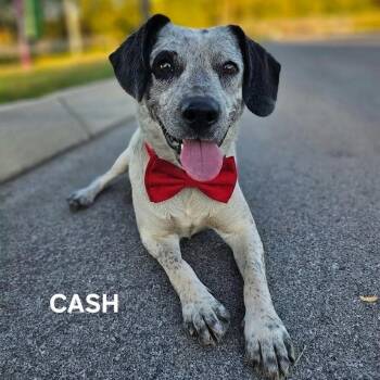 Johnny Cash -  Beagle and Australian Cattle Dog Blue Heeler Dog for Adoption in Madisonville, Tennessee - Johnny Cash | PetCurious