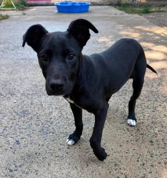 LINA -  Retriever Dog for Adoption in Holbrook, New York - LINA | PetCurious