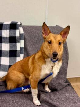 Hammertime -  Mixed Breed Dog for Adoption in West Chester, Pennsylvania - Hammertime | PetCurious