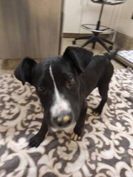 Pit Bull Terrier and Mixed Breed Dogs Available for Adoption in Westland, Michigan - Cottonwood | PetCurious